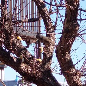 １月最後の来客の画像