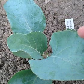 貸し農園の畑…苗の成長も種の発芽も順調ですの画像