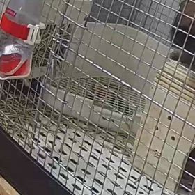 ウサギさんのあくびの画像