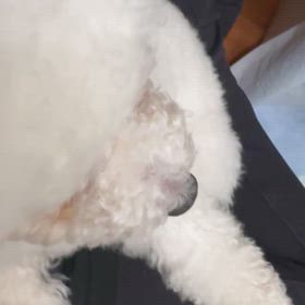 ニコ、お膝でウトウト（爆笑）の画像