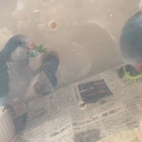 この可愛いさに自信あり！！の画像