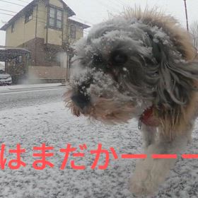 春はまだかーいの画像