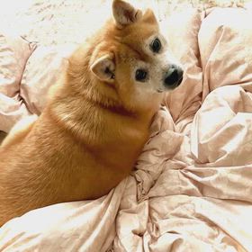 Grok で遊んでみたの画像