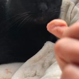 人馴れ修行作戦の画像