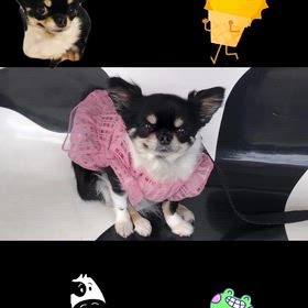 チワワのぷぅU^ェ^Uちゃんの画像