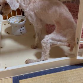 【ワンコ】夢の中では。の画像