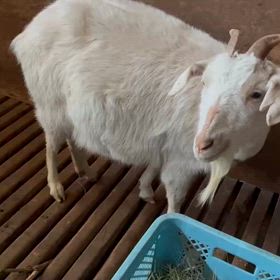 体調不調の画像