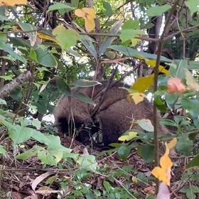 猟期　くくり罠３日目でアナグマの画像