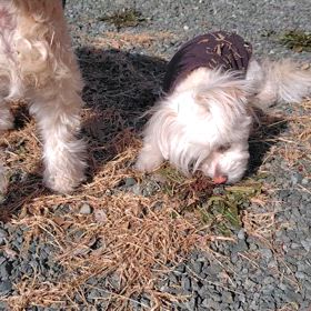 やりたい放題の末に…おーまいがー！-ᄒᴥᄒ-の画像