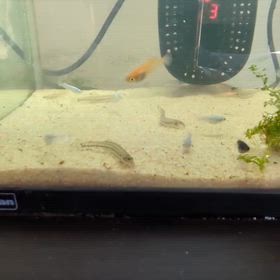 今朝のめだか水槽の画像