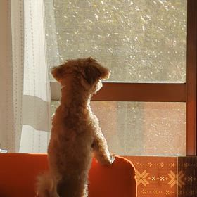 チビスケ吠えまくるの画像