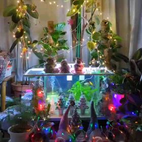 クリスマスの飾り付けの画像