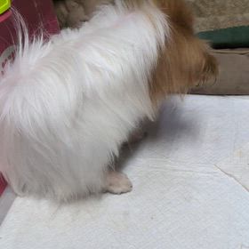 なかなか…寝ないのよの画像