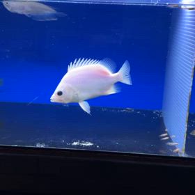 プラチナダトニオにフォーカス！の画像