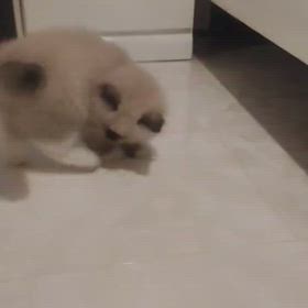 ひゃひゃひゃの画像