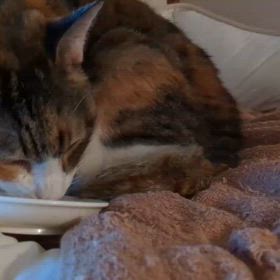 萌ママ食べてるの画像