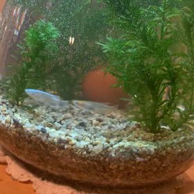 メダカちゃんの画像