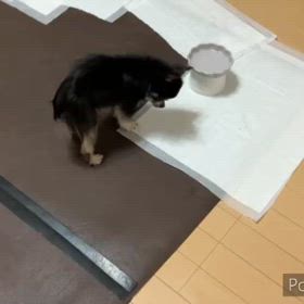 迷子の迷子の金太郎。の画像