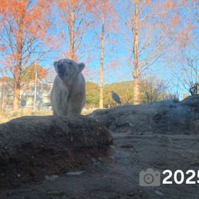 クッキーさんの思い出②の画像