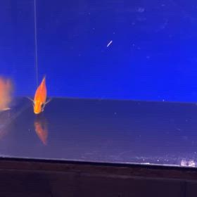 300万！燃え盛る炎 Blaze Tiger降臨！これが世界のダトニオ！の画像
