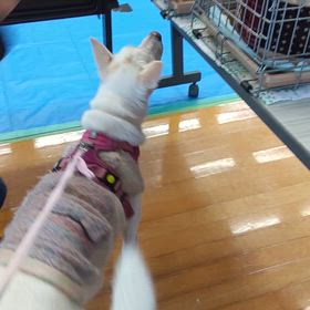 満天は結構ヘタレ　(笑)の画像