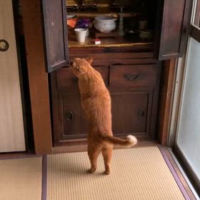 2024/05/25今週のハナの画像