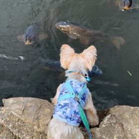 道の駅　南きよさとの鯉の画像