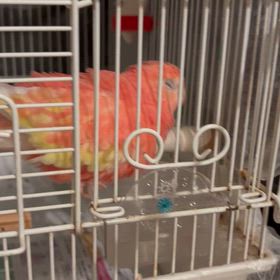 飲み水で水浴び！の画像