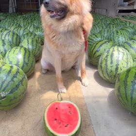 マロさん、宣伝部長の画像