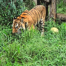 行って来ました~のんほいパークvol.2  その１４ アムールトラの画像