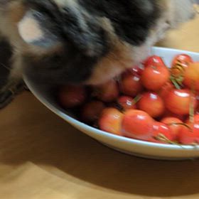 初めてのサクランボの画像