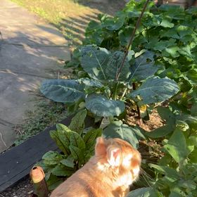 もぐもぐタイムの画像