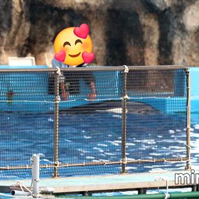 行って来ました~名古屋港水族館vol.6 その6 シャチ公開トレーニング②の画像