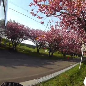 八重桜トンネル動画の画像