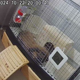 うさぎのあくびの画像