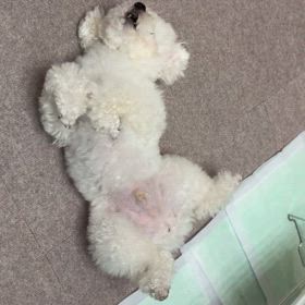 今日のニコ♪動画の画像