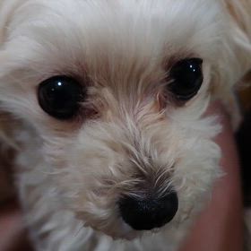 一言日記　〜たまに来る子〜の画像