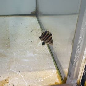O様に極上なノーテールショートボディご成約頂きました！の画像