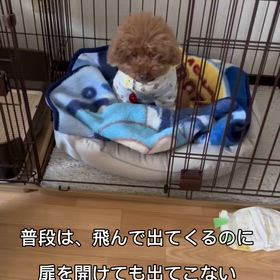 出てこない理由の画像