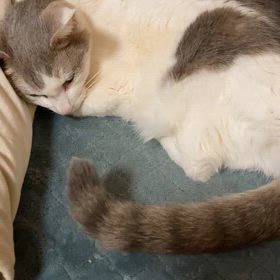 フクちゃん日記46の画像