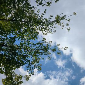 緑が恋しいの画像