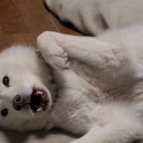 神威の経過の画像