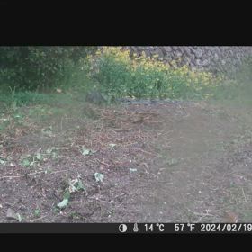 すぎぴたんの事件簿シーズン3　457話 （モズ、はばたくぅぅぅぅぅぅ）の画像