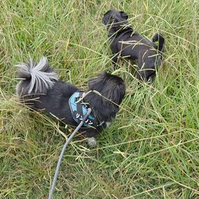 草むら散歩の画像