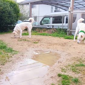 今朝の二匹 2026/3/23の画像