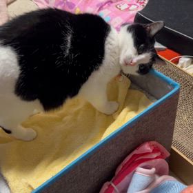 永遠の3歳児　健在ですの画像