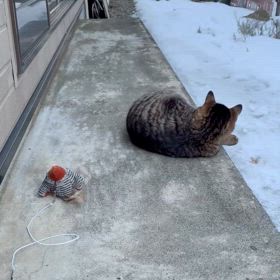 ちびキジトラちゃんの画像