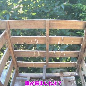 すぎぴたんの事件簿シーズン3　556話（ウグイス様のご来店！！！）の画像