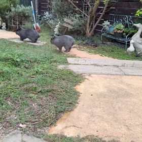 ブルーなふたりの追いかけっこの画像