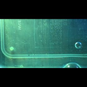 コリドラス 孵化  ”コリドラス 産卵”の画像